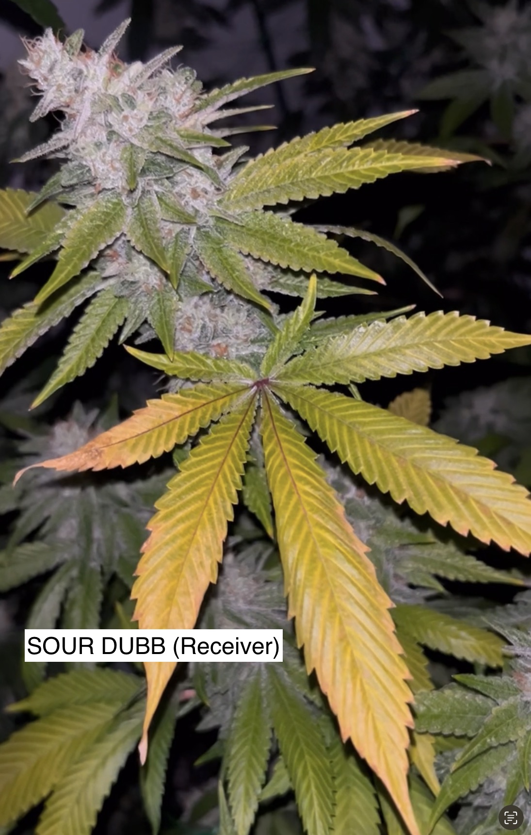 Sour Dubb x Gas Cap 11