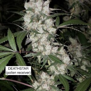 Deathstar x (Thai/Haze x Haze/Skunk) and (Mexican Haze x Haze/Skunk) Males)
