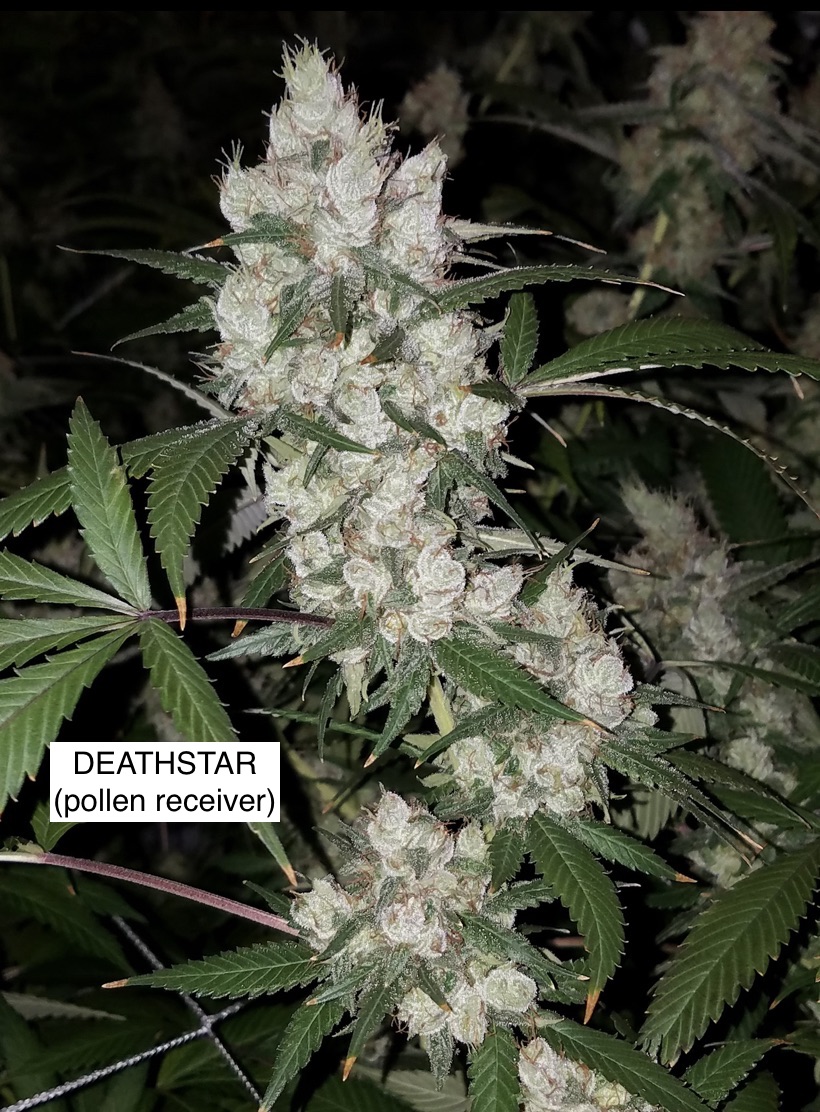 Deathstar x (Thai/Haze x Haze/Skunk) and (Mexican Haze x Haze/Skunk) Males)
