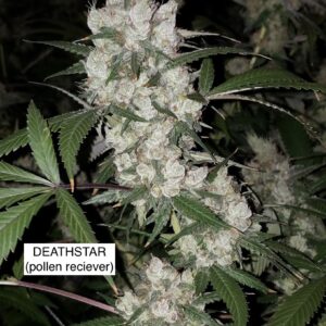 Deathstar x Headband