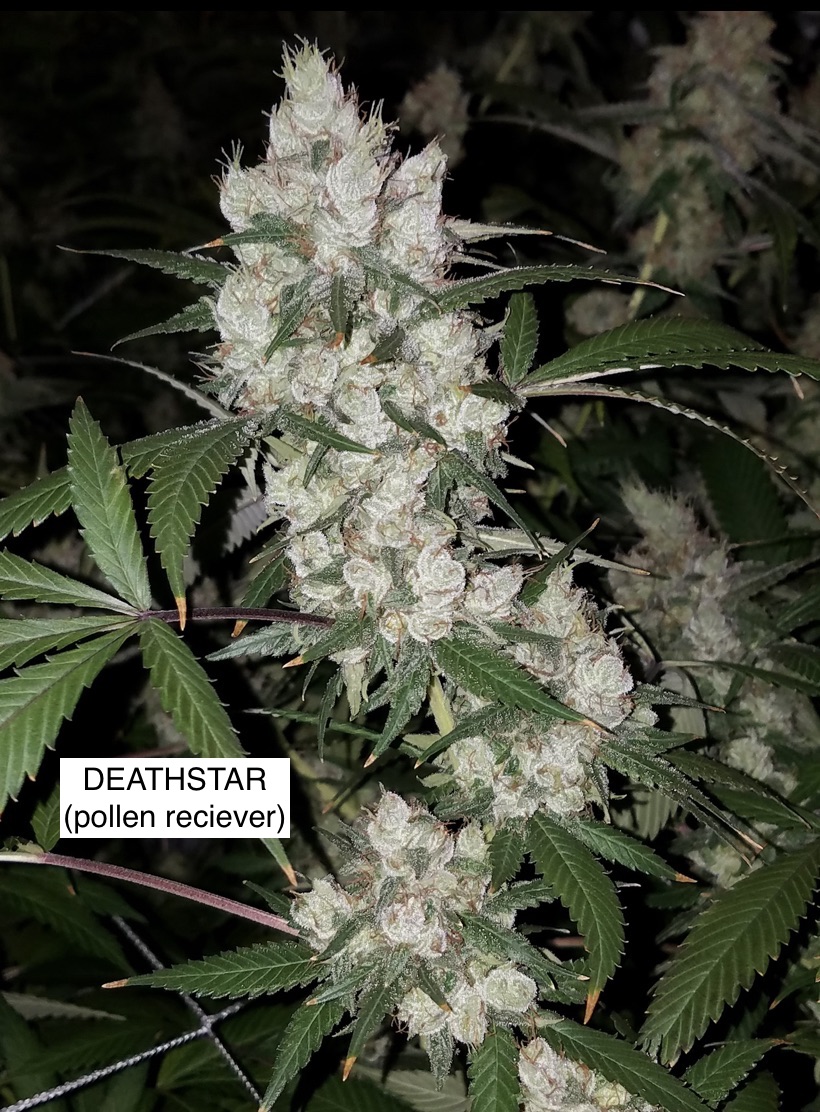 Deathstar x Headband