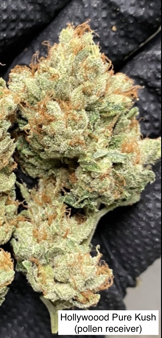 Hollywood Pure Kush x Gas Cap 11