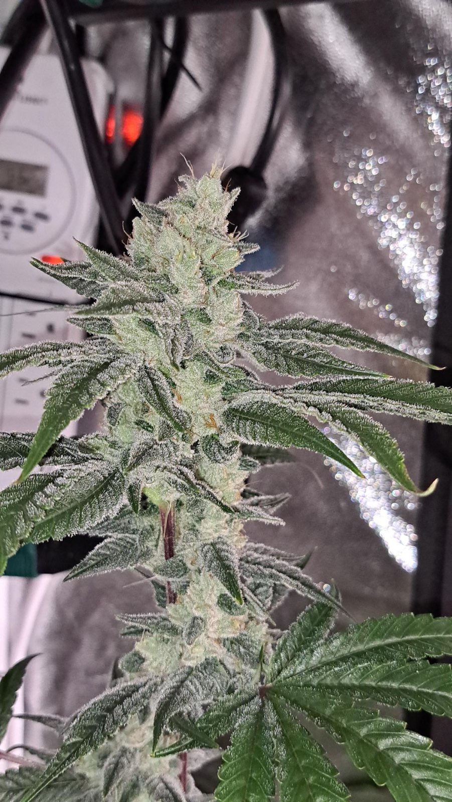 Pink Rootbeer - Image 2