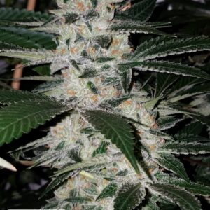 Headline 10 x Gas Cap 11