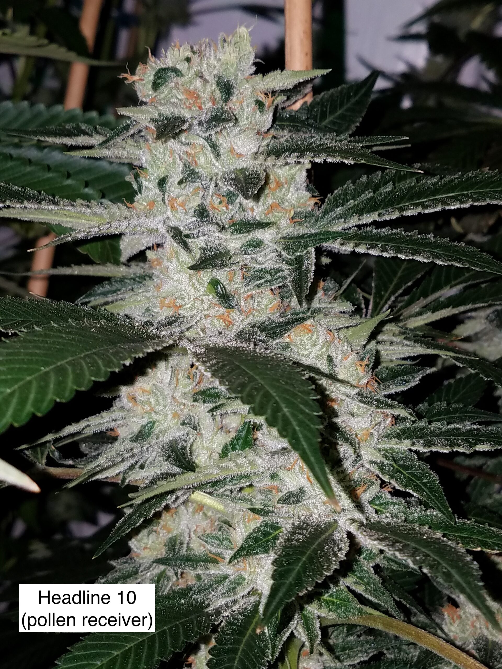 Headband bc1 (Headline 10 x Headband)