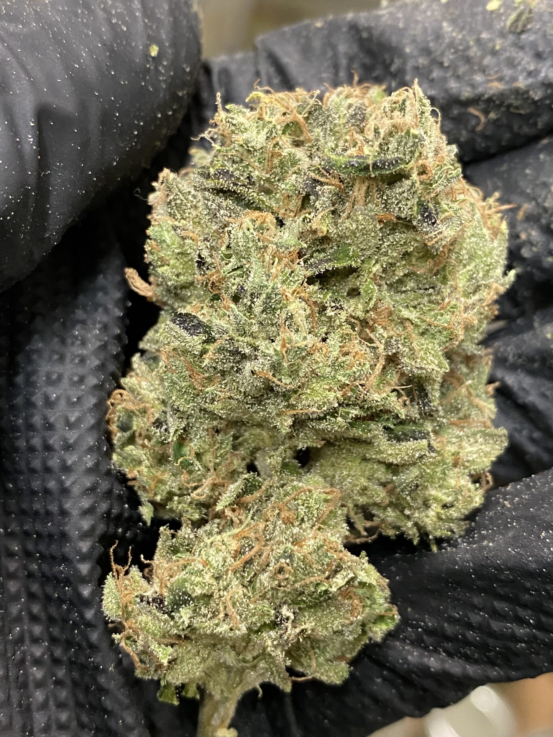 Choke Hold - Image 4