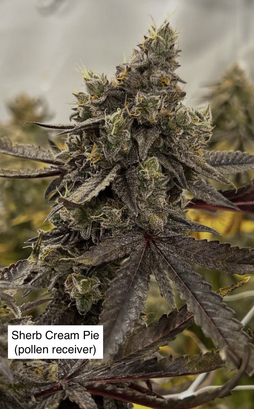 Sherb Cream Pie x Gas Cap 11