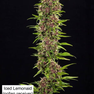 Iced Lemonaid x Gas Cap 11
