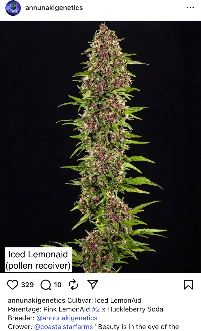 Iced Lemonaid x Gas Cap 11