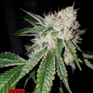 OG Kush x Headband