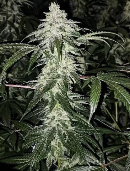 Headmaster (Master Kush x Headband)