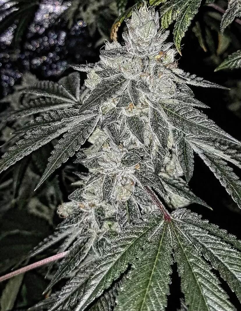 Headmaster (Master Kush x Headband) - Image 2