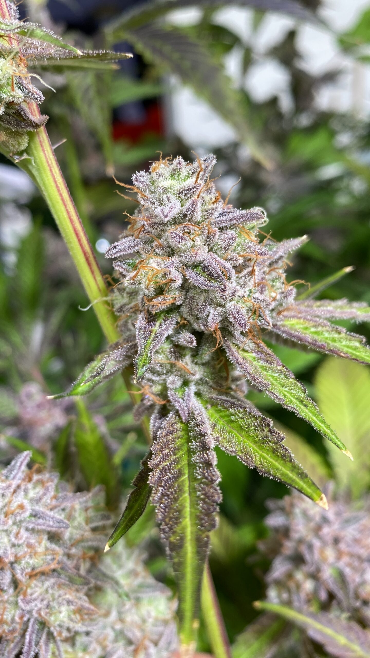 Glitter Bomb x Headband - Image 6