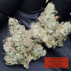 TK Bandana x Headband