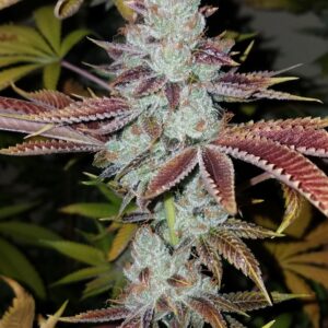 CocoCola (Meangene Breeder cut) x Headband