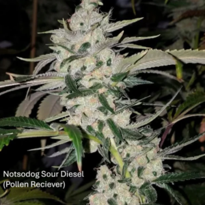 Notsodog Sour Diesel x Gas Cap