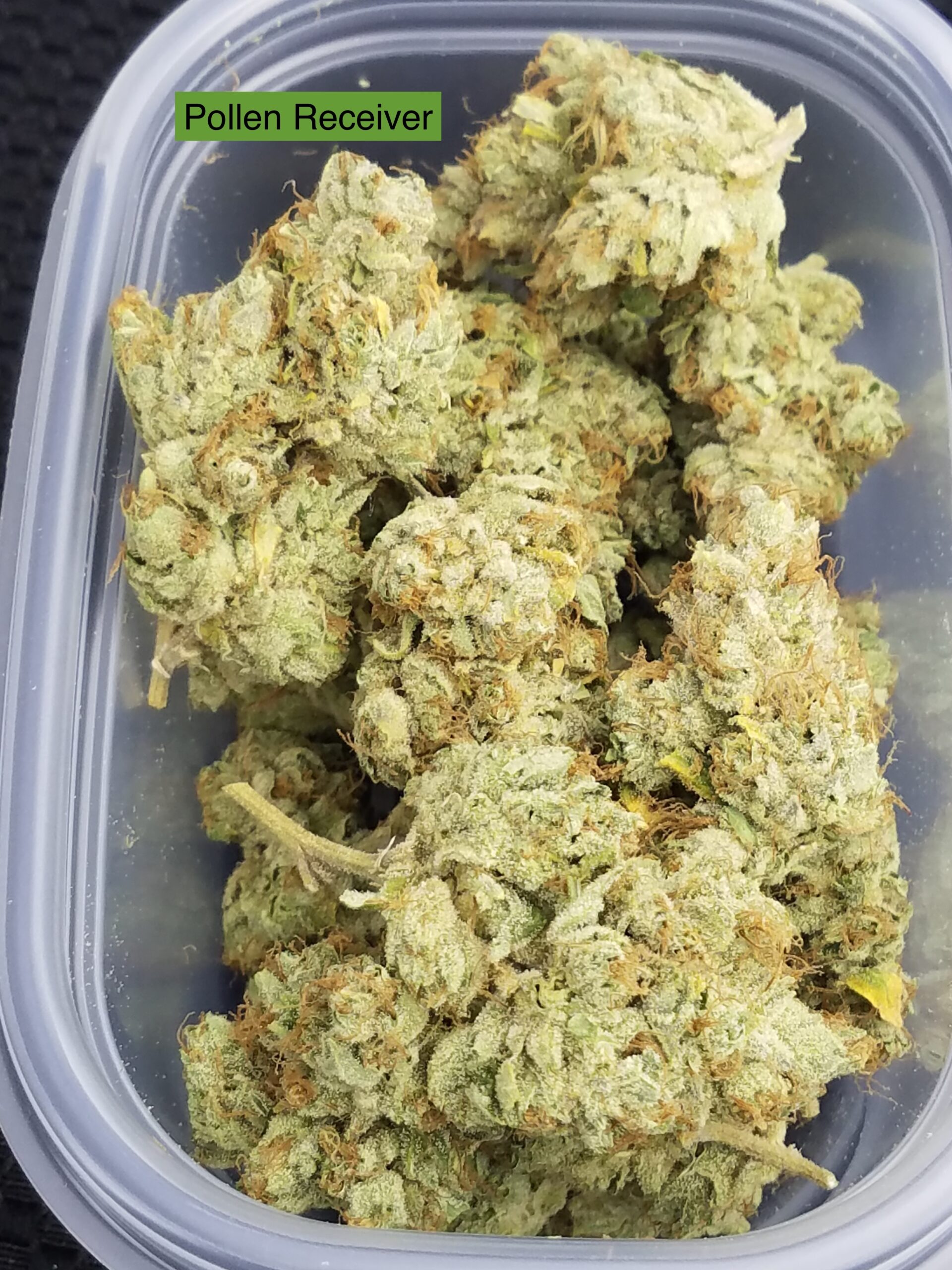 Black Lime Reserve 10 x Headband