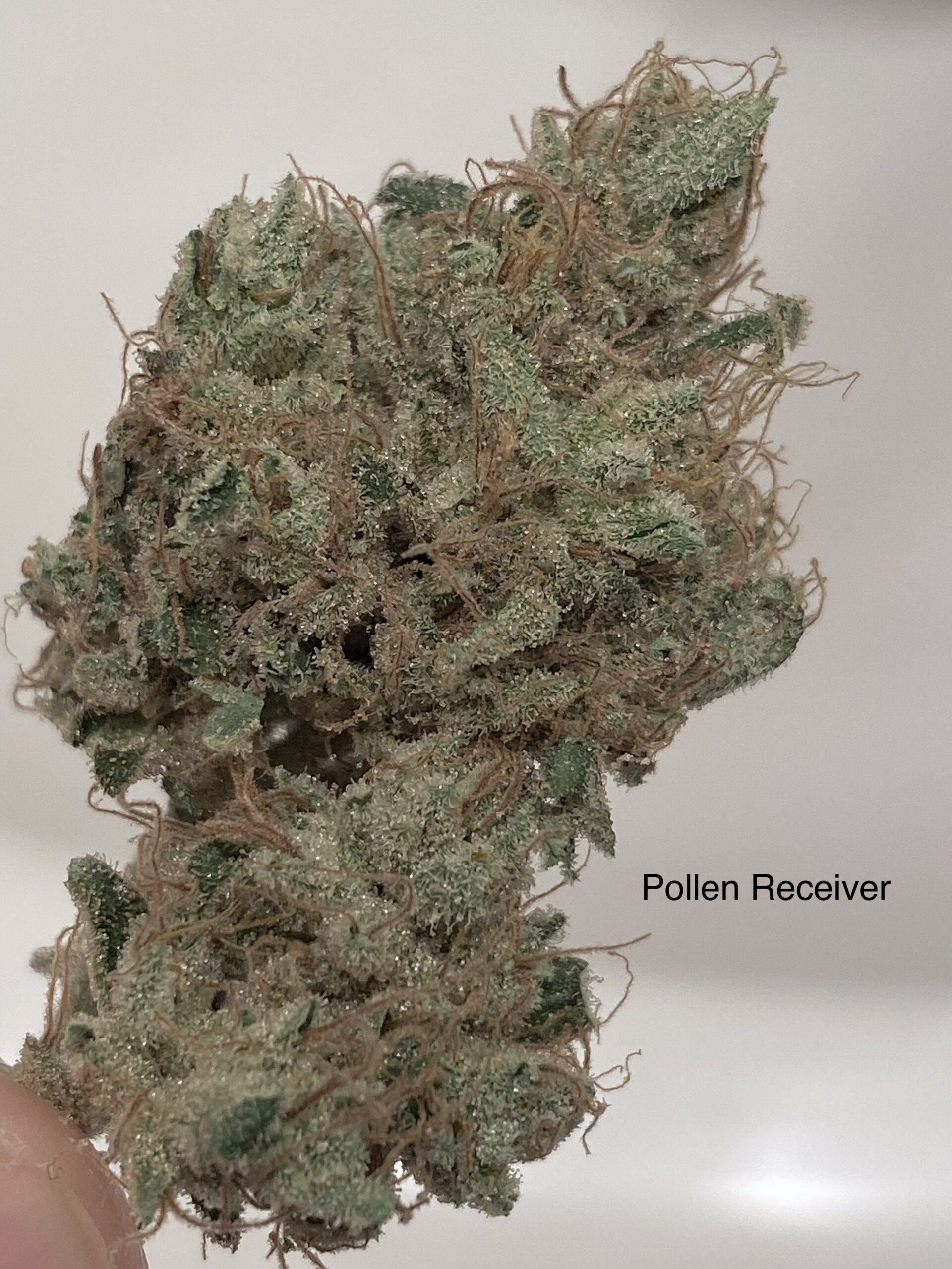 (RS11 x Sour Diesel) x Headband