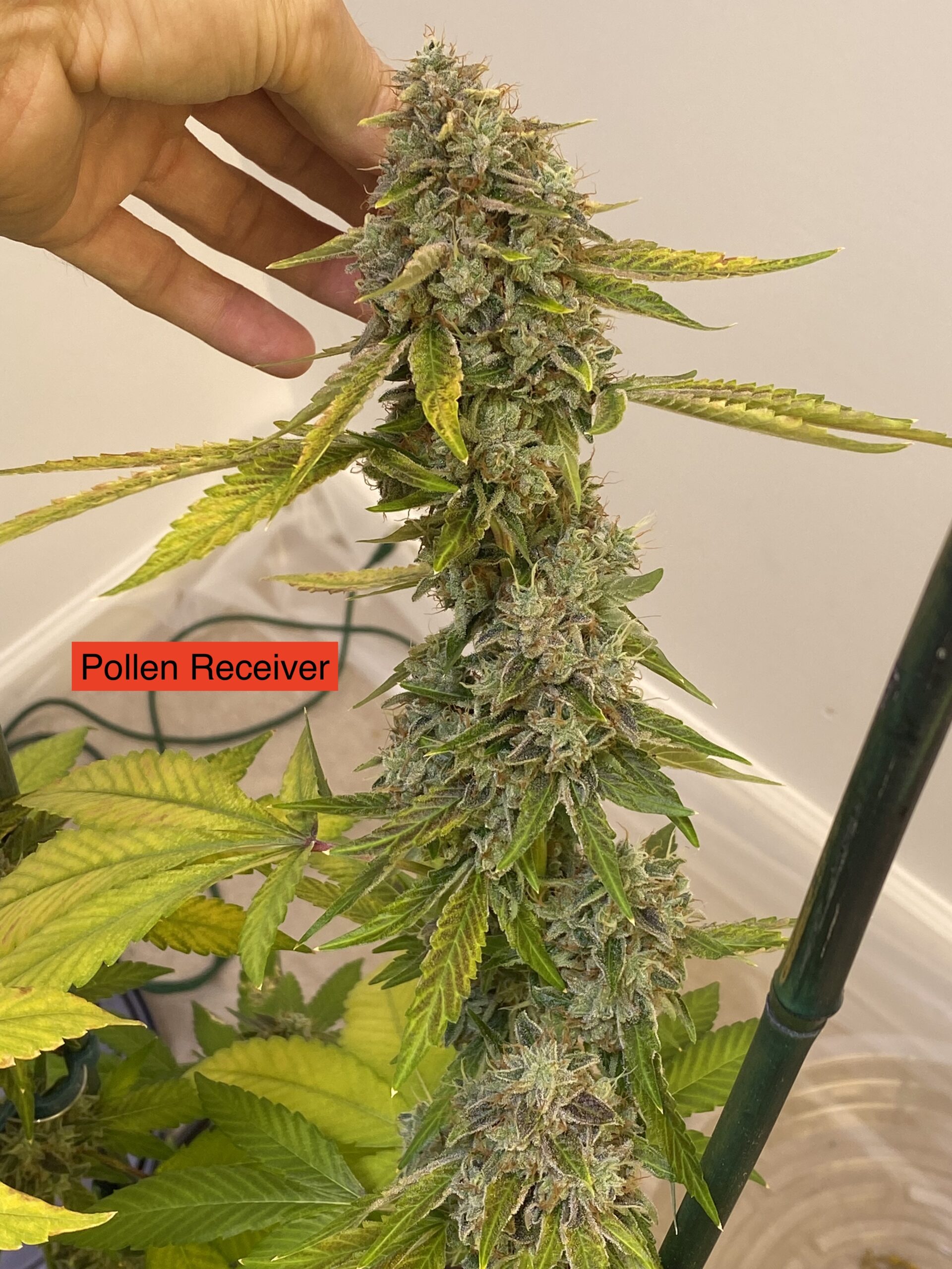 Tang Brain 8 x Headband