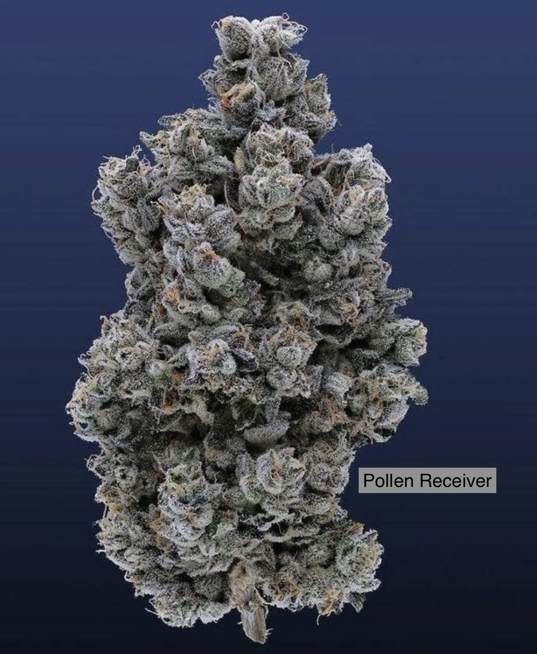 Horchata 4 x Headband
