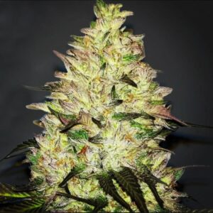 Grape Lime Skunk BC