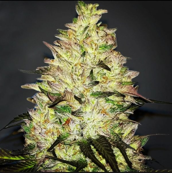 Grape Lime Skunk BC