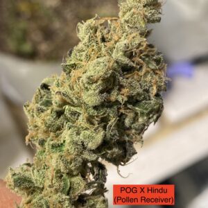 (Pot of Gold x Hindu) x 707 Headband