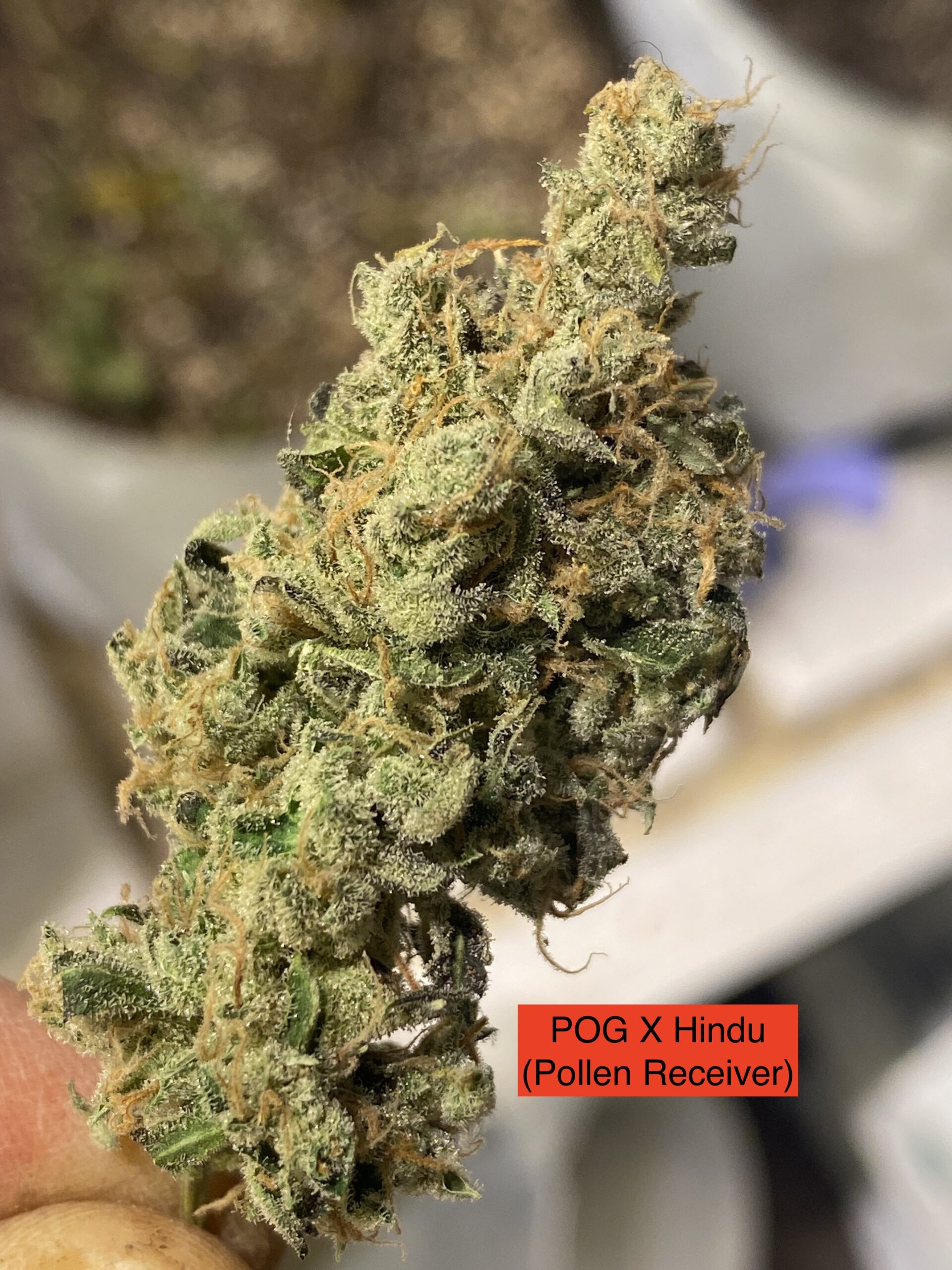 (Pot of Gold x Hindu) x 707 Headband