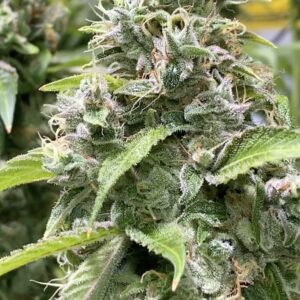 (Underdog aka "Original Diesel" x Headband) #16  x Headband