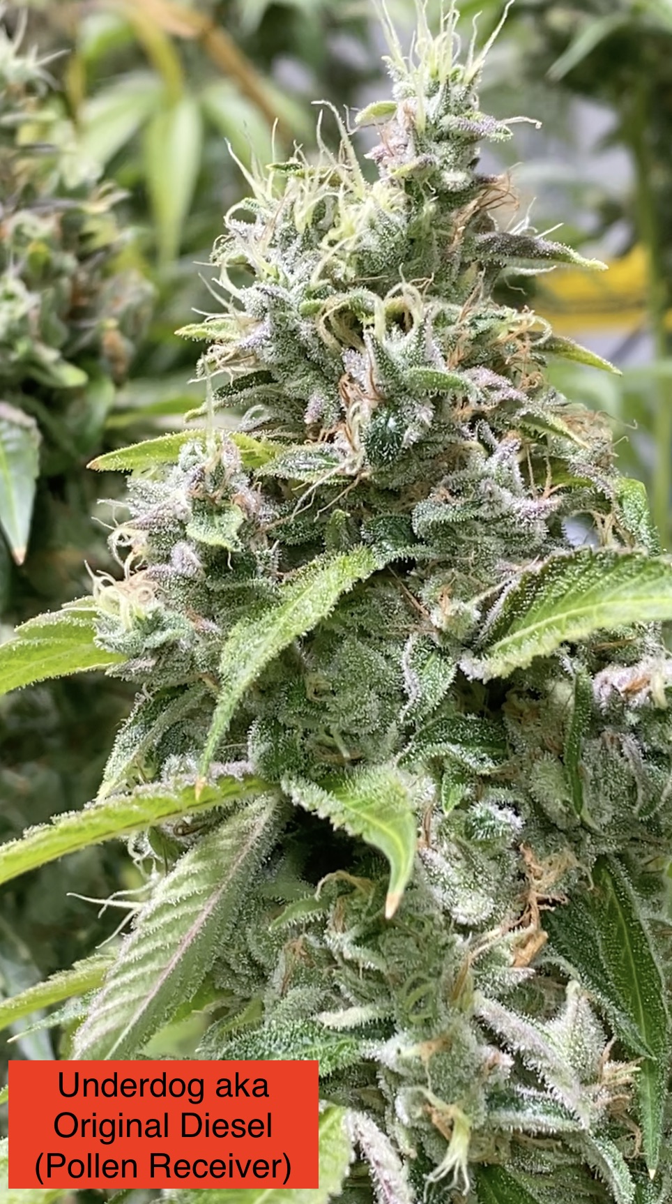 (Underdog aka "Original Diesel" x Headband) #16 x Headband