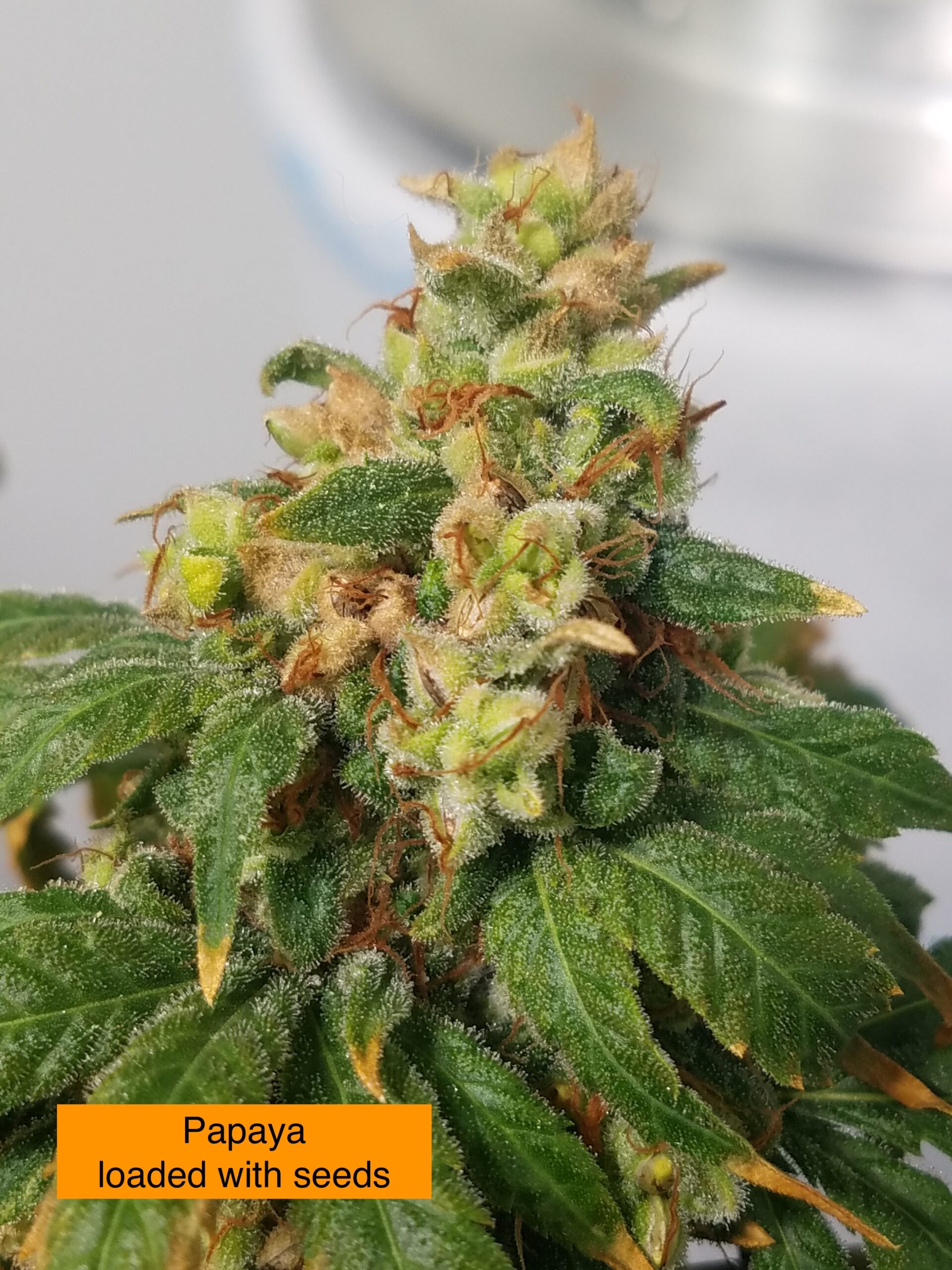 Papaya x 707 Headband