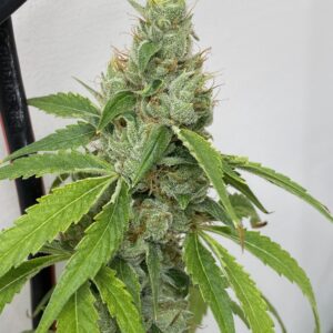 Caramel Piff (A5 Haze x Caramel) 8 x Headband