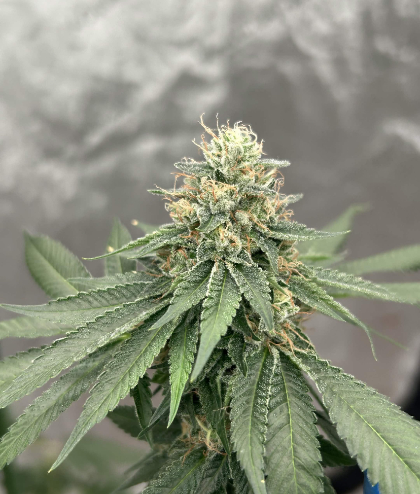 Skywalker OG x Headband - Image 2