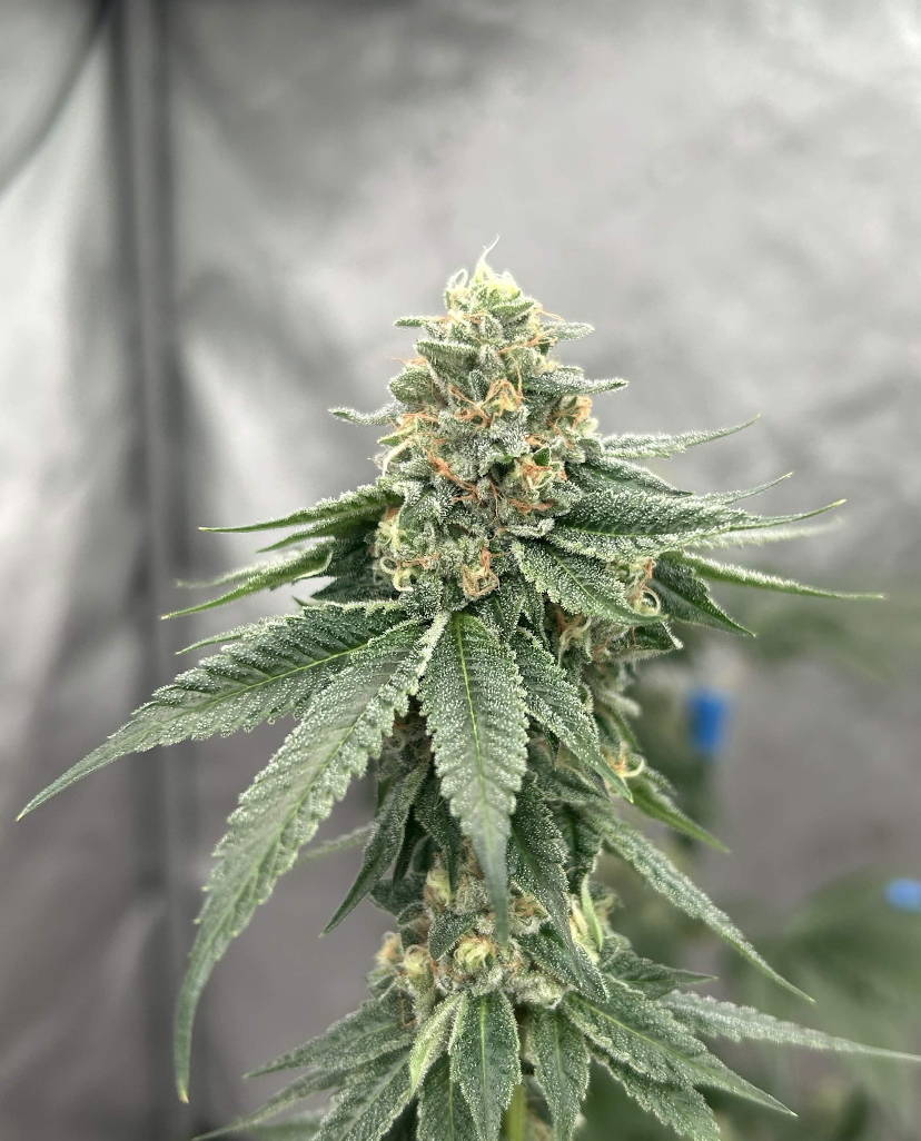 Skywalker OG x Headband