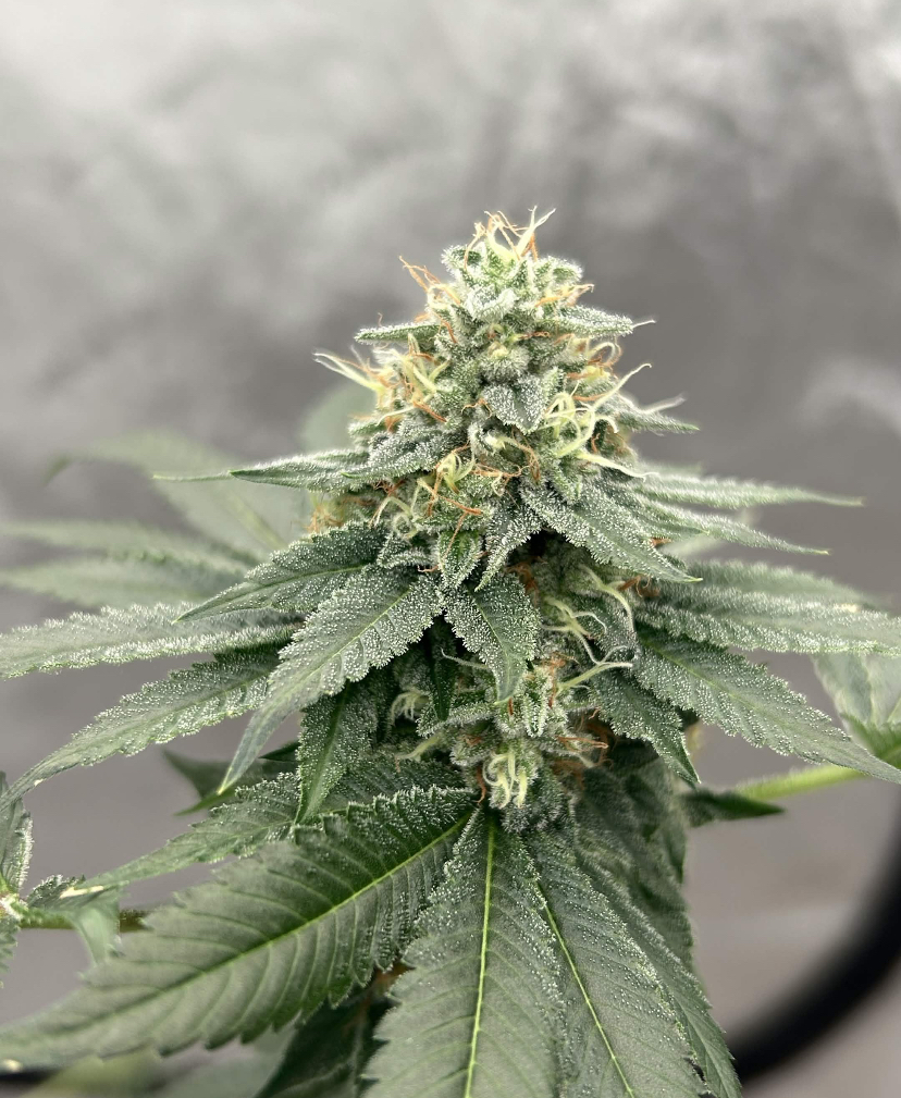 Skywalker OG x Headband - Image 3