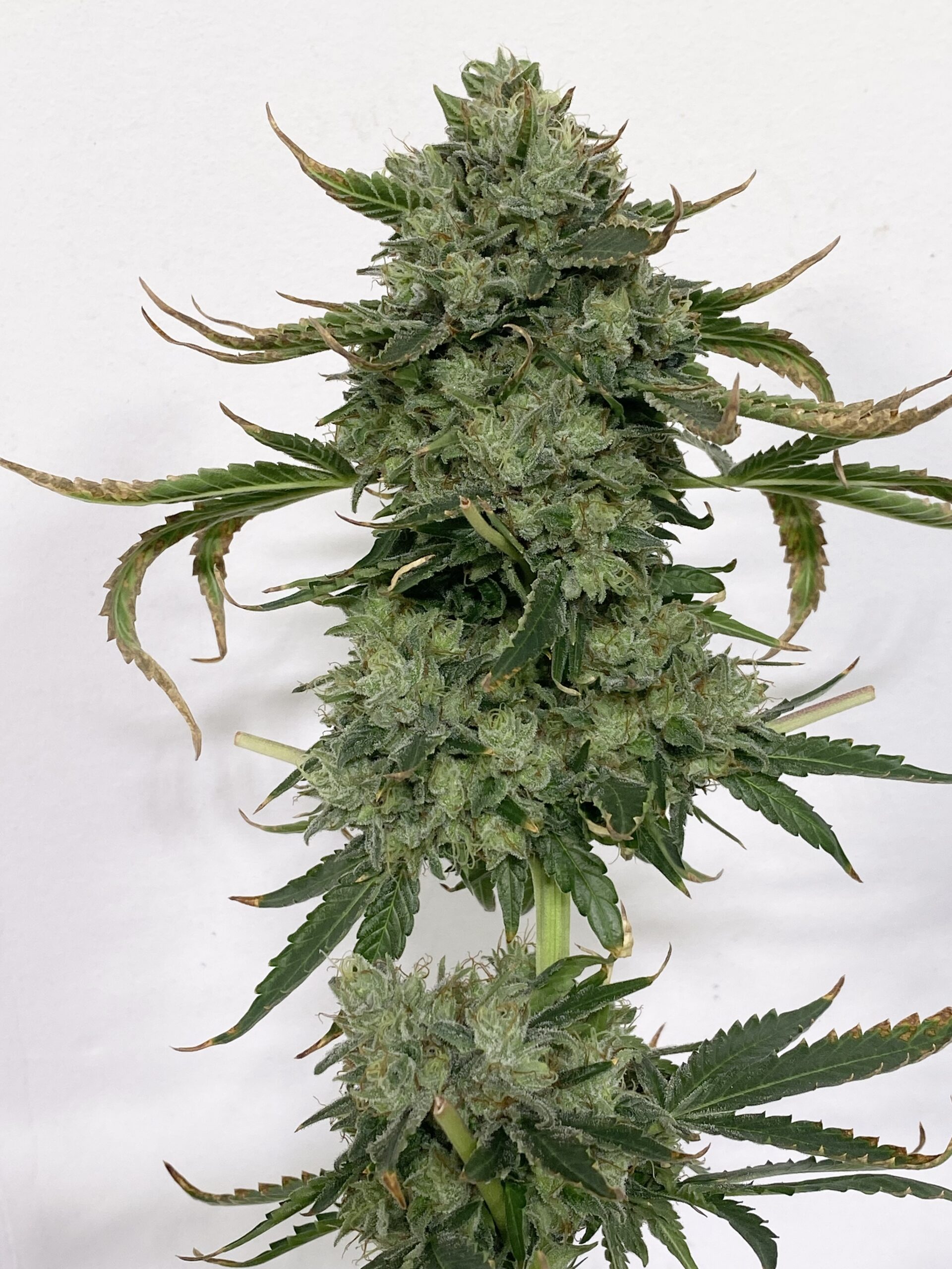 Death Cap - Image 2