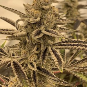 Platinum Lemon Cherry Gelato  x 707 Headband
