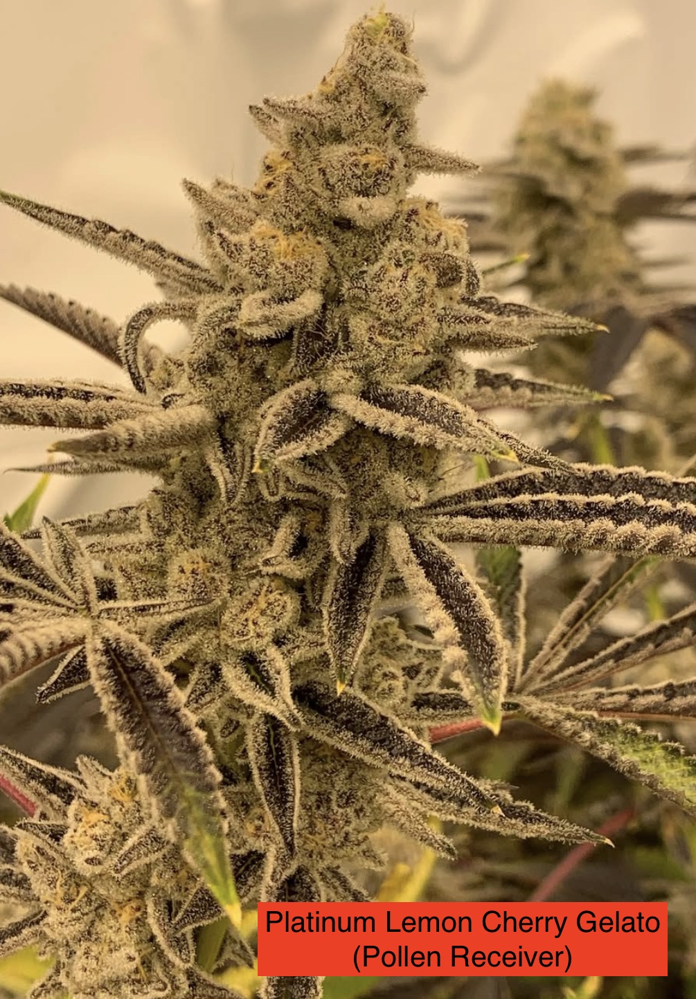 Platinum Lemon Cherry Gelato x 707 Headband